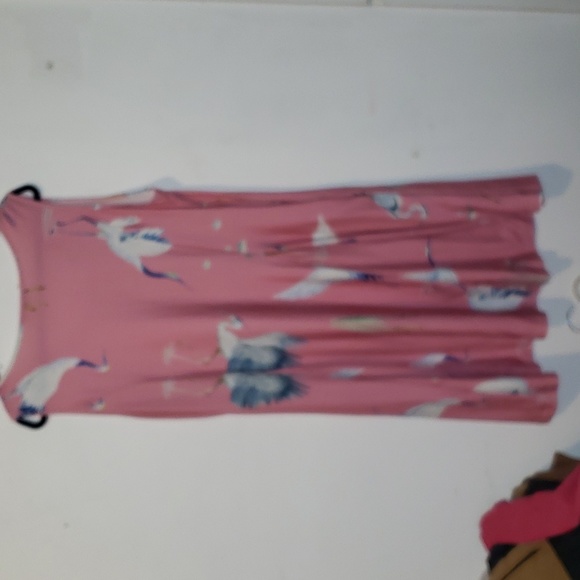 Aster - Picture 3 of 3